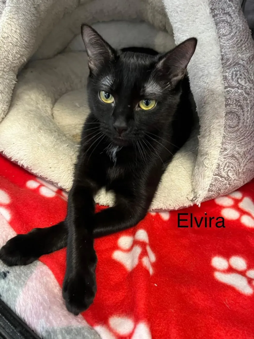 Elvira - Photo 2