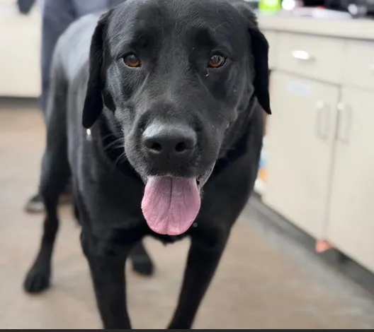 Blackie Green - Photo 1