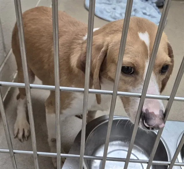 Sid The Sloth - Photo 1