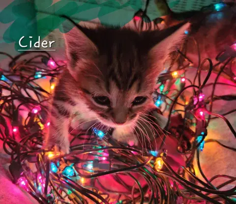 Cider thumbnail 3