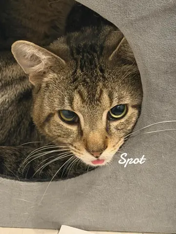 Spot & Dot thumbnail 2