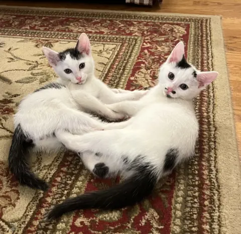 Jon Snow thumbnail 2