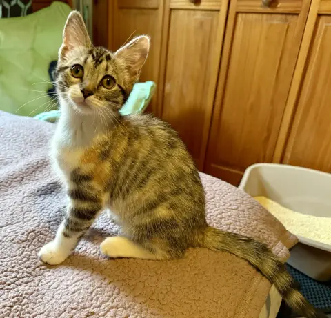 Twizzler thumbnail 2