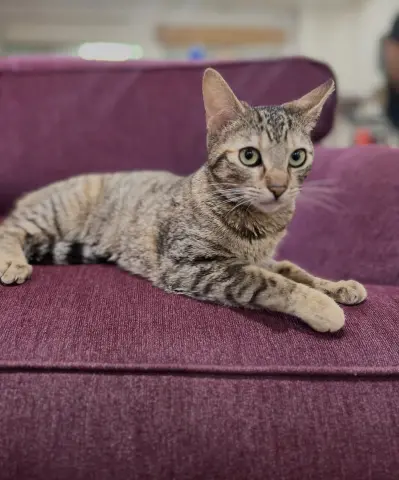 Meow Meow thumbnail 2