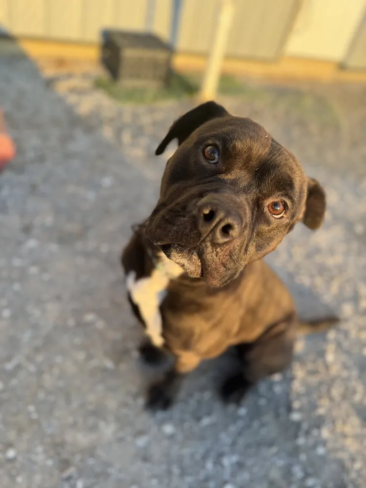 Zeus Maximus - Photo 2