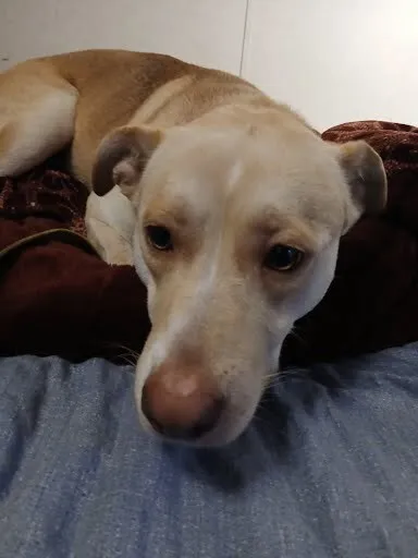 Jelly Fish - Photo 2