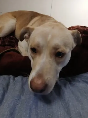 Jelly Fish thumbnail 2