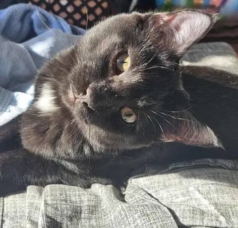 Molasses thumbnail 2