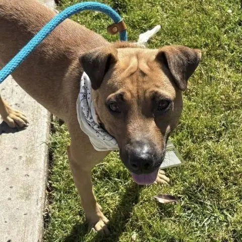 Fantasia thumbnail 4