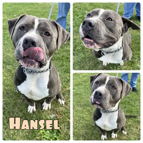 Hansel