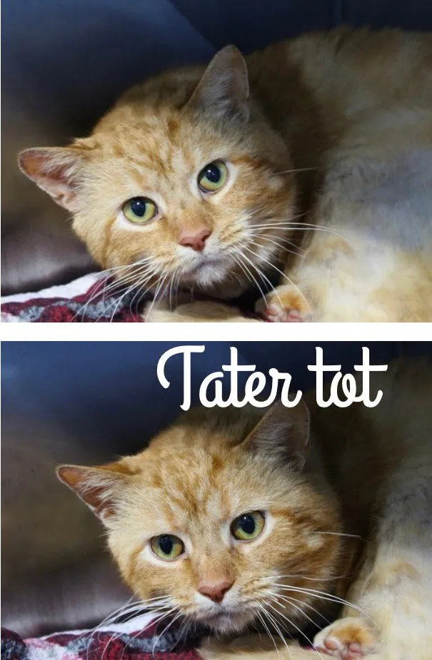 Tater Tot - Photo 1