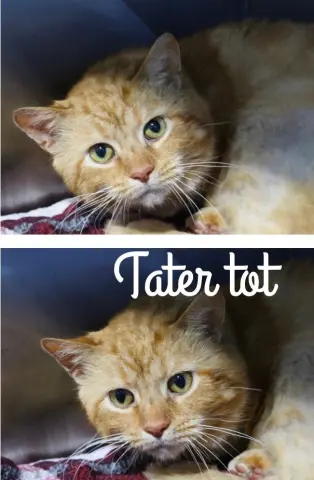 Tater Tot