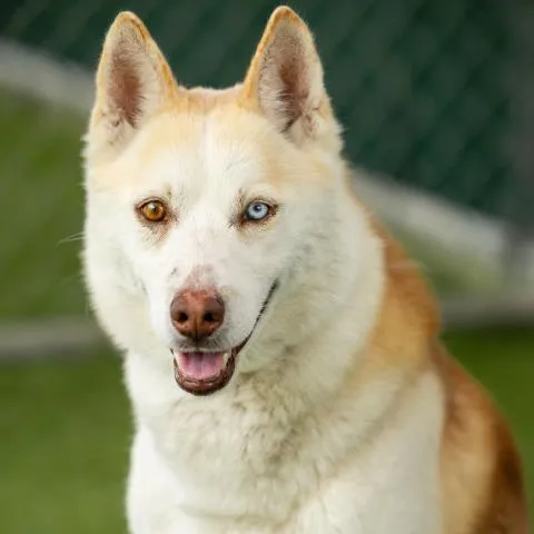 French Fry - Photo 1