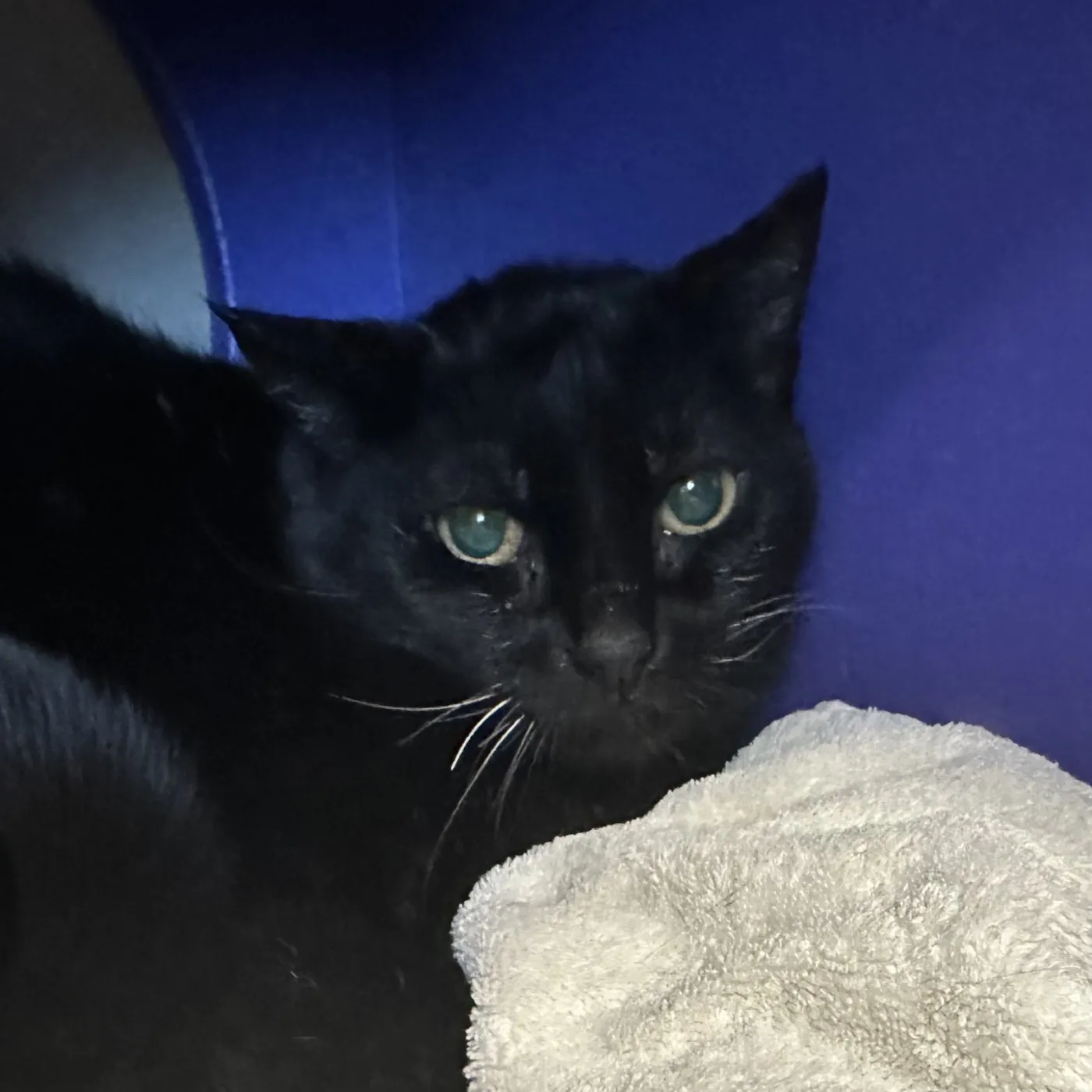 Queen Bob-Om - Photo 1