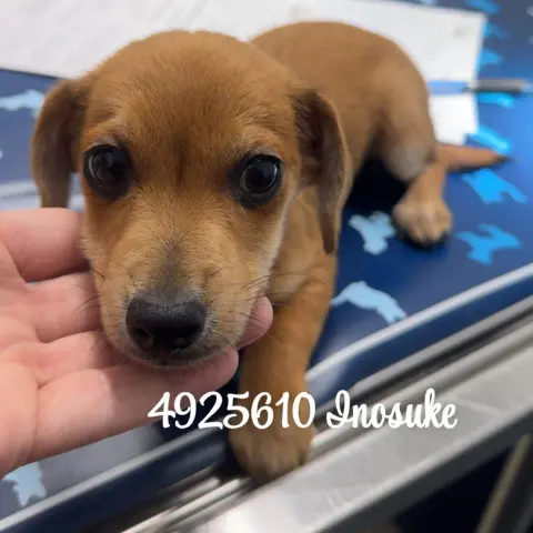Inosuke