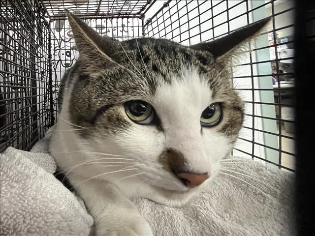 Spider Man - Photo 1