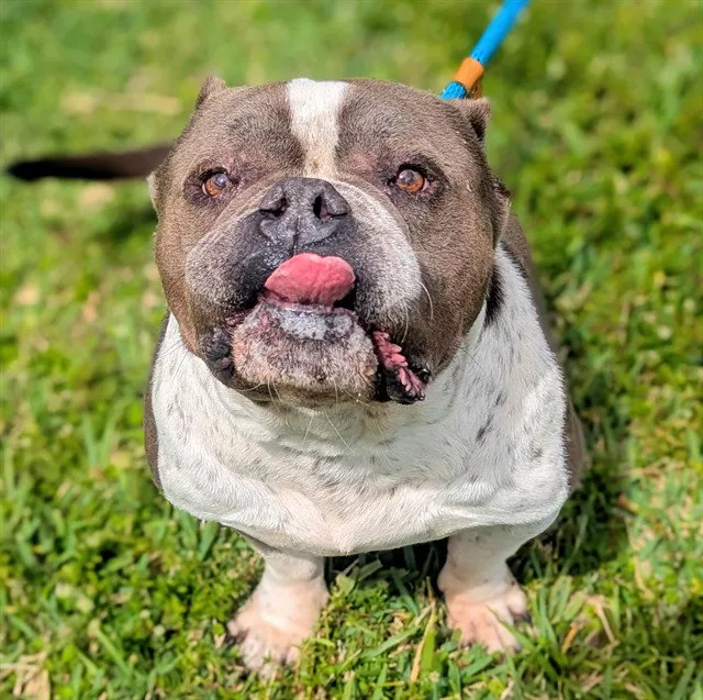 Little John - Photo 1