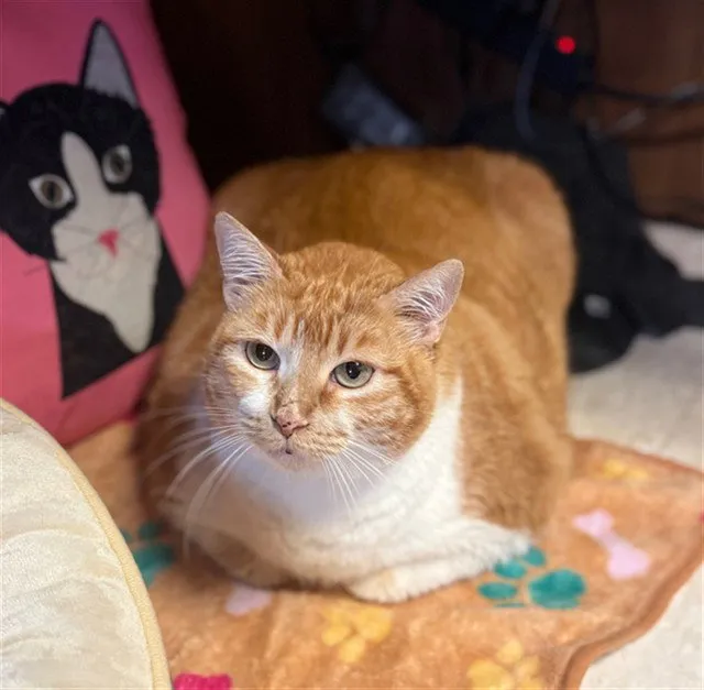 Sugar Bear - Photo 1