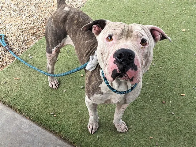 Cobra Bubbles - Photo 1