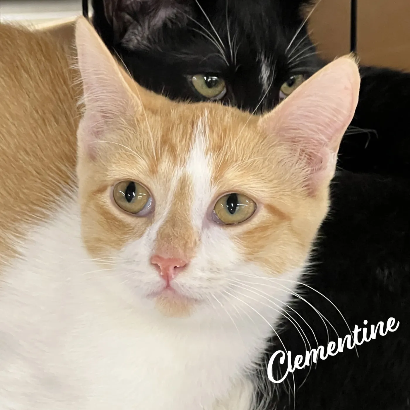 Clementine - Photo 1