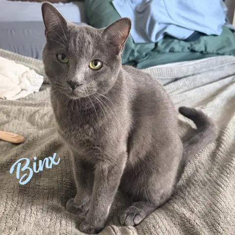 Binx