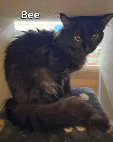Bee
