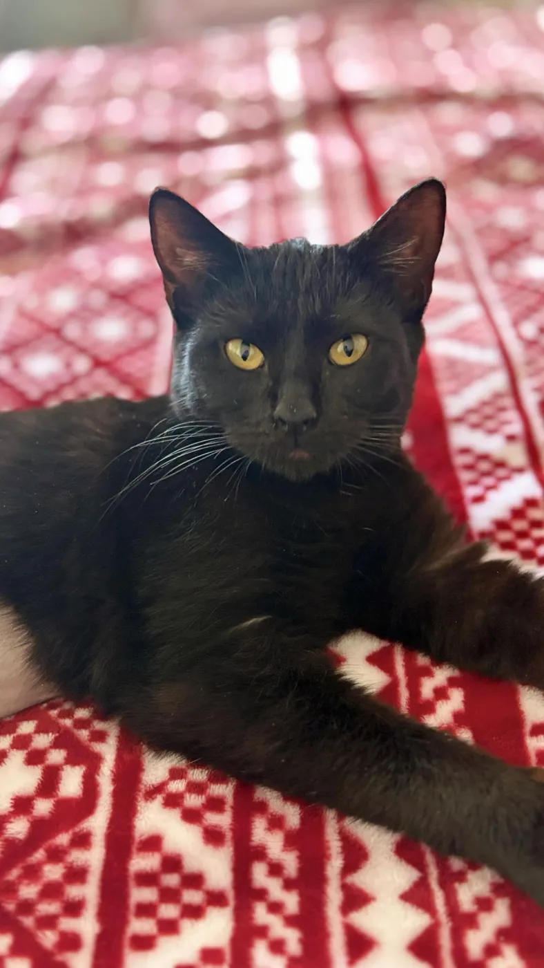 Golden Empress - Photo 1