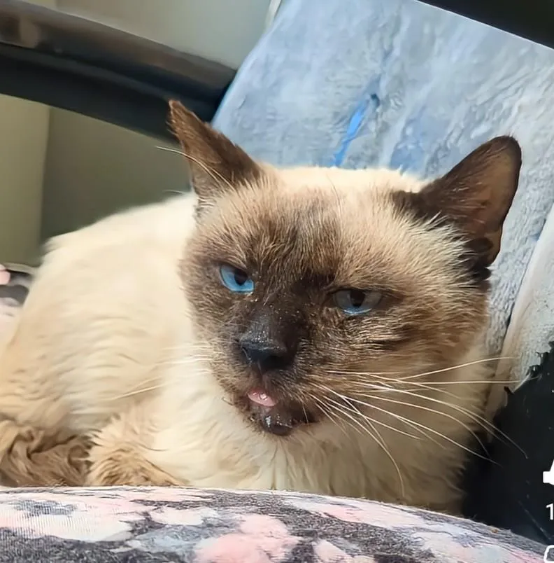 Prince Of Purringham - Photo 1