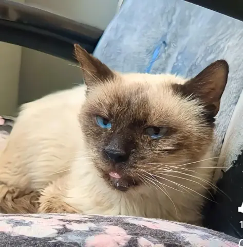 Prince Of Purringham