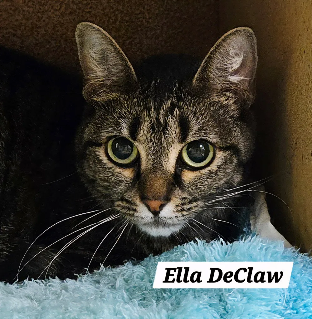 Ella DeClaw - Photo 1
