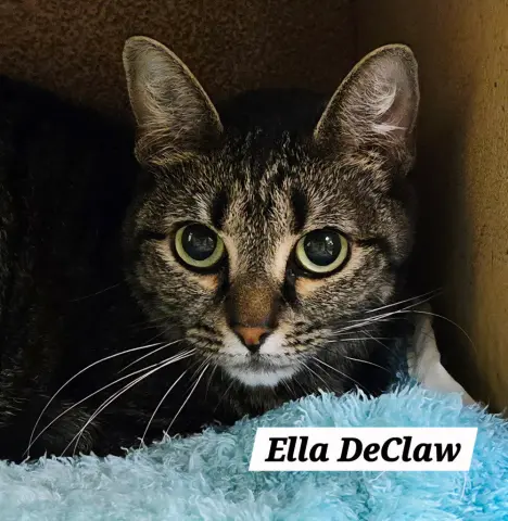 Ella DeClaw