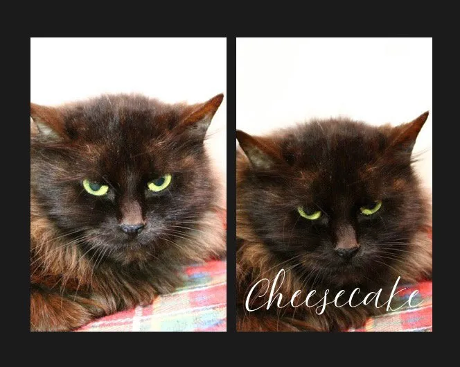 Cheesecake - Photo 1