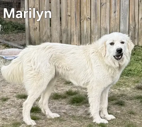 Marilyn