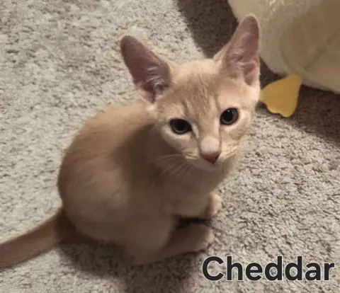 Cheddar