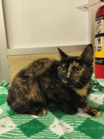 Torracat thumbnail 3