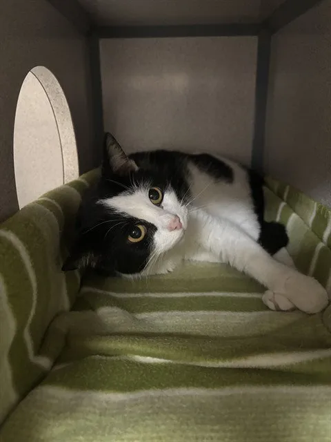 Hermit Crab - Photo 1