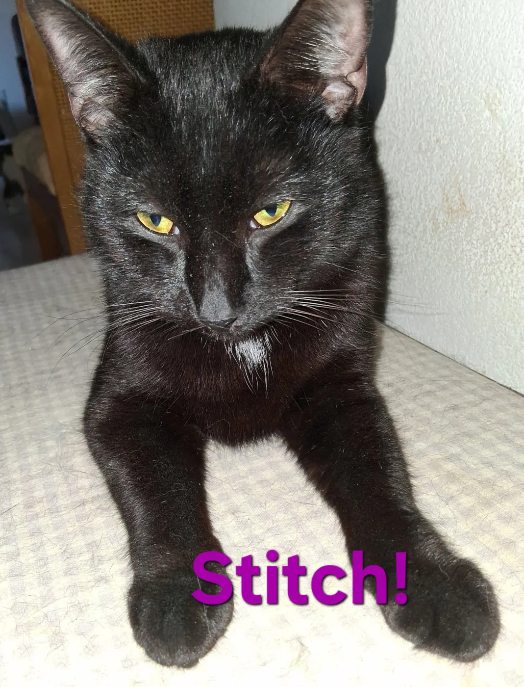 Stitch - Photo 1
