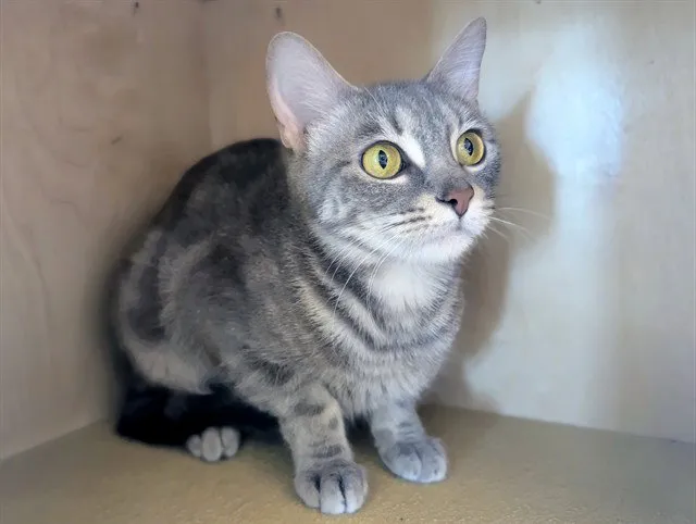 Cookie Crisp - Photo 1