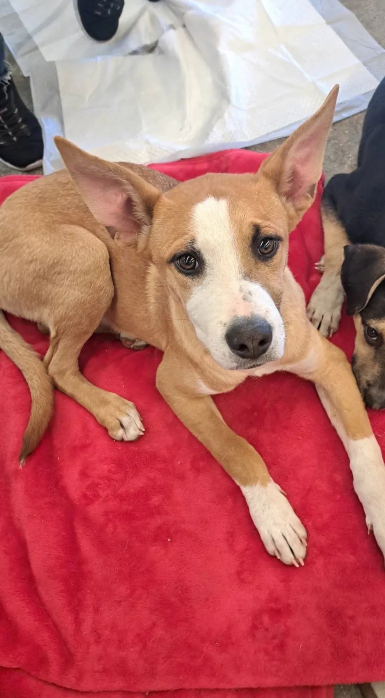 Marshmello - Photo 2