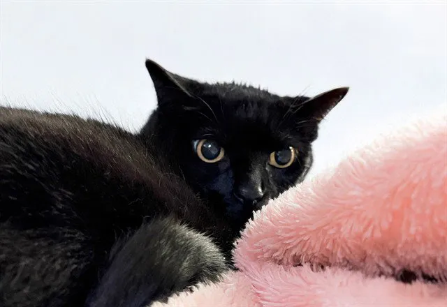 Misty June - Photo 1