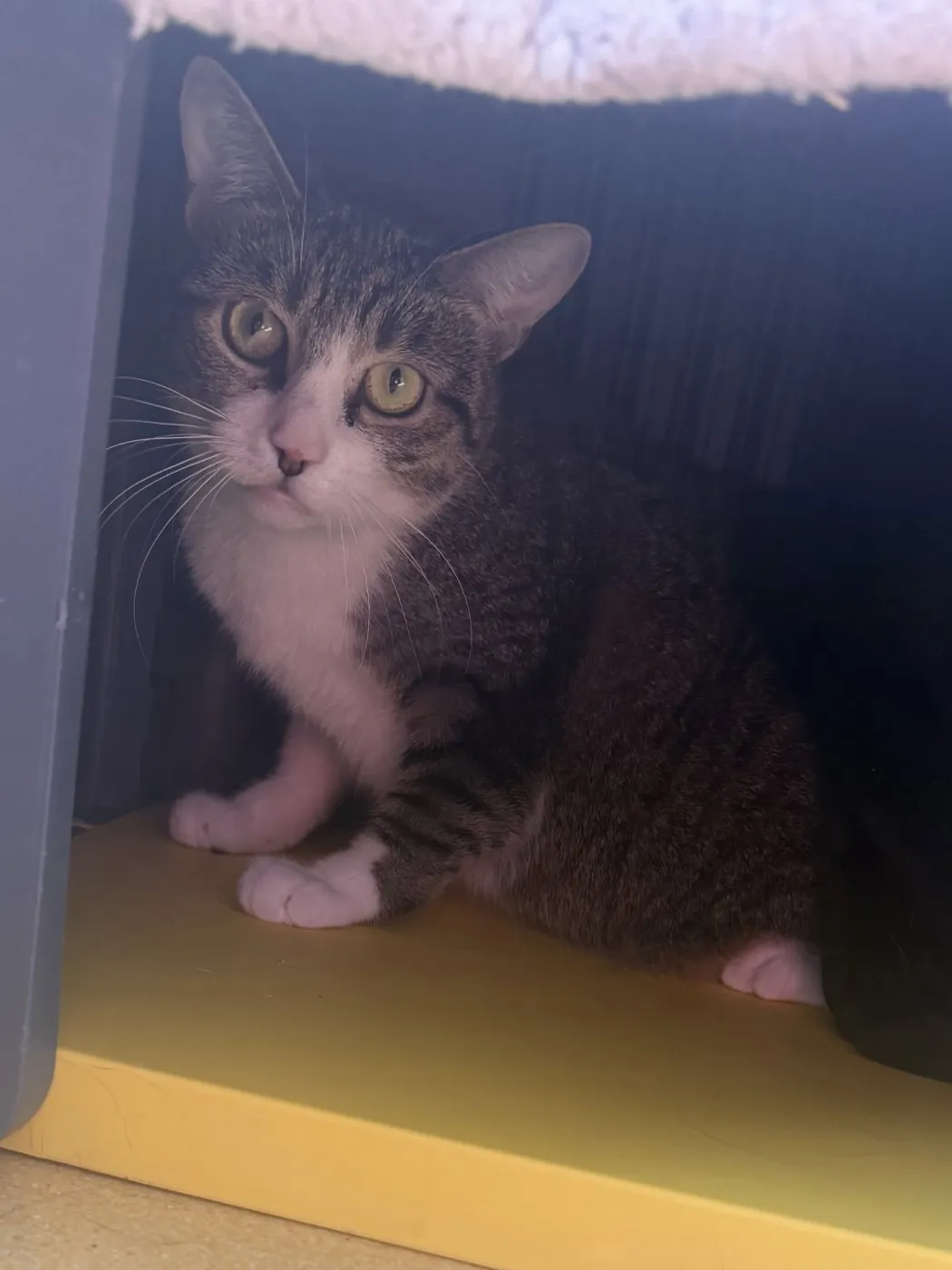 Spicy Nug Nug - Photo 1