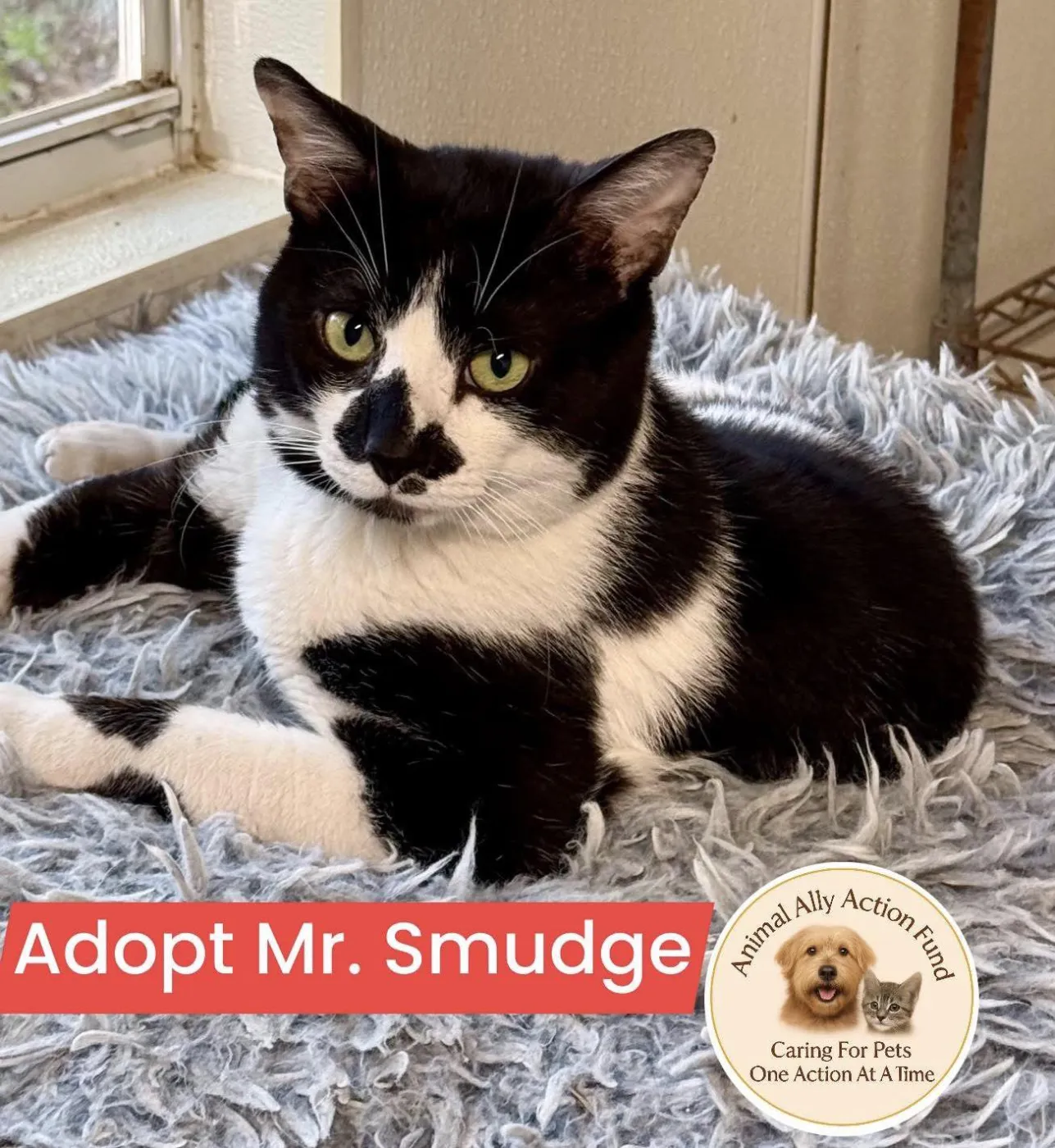 Mr. Smudge - Photo 1