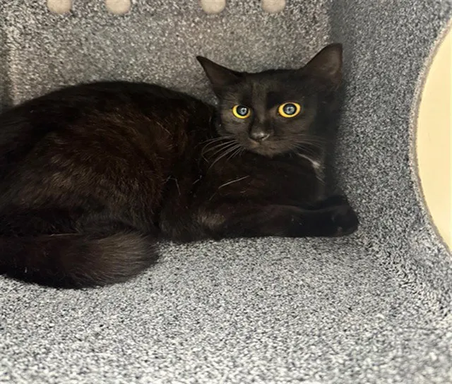 Lil Debbie - Photo 1