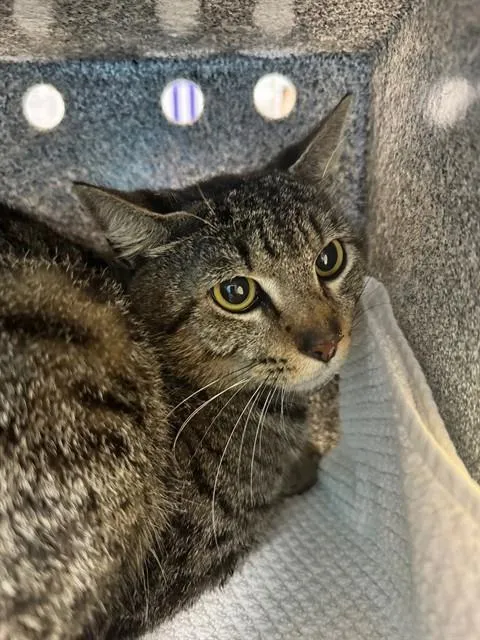 Butterscotch - Photo 1