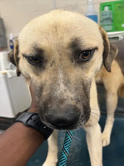 Little Guy - Photo 1