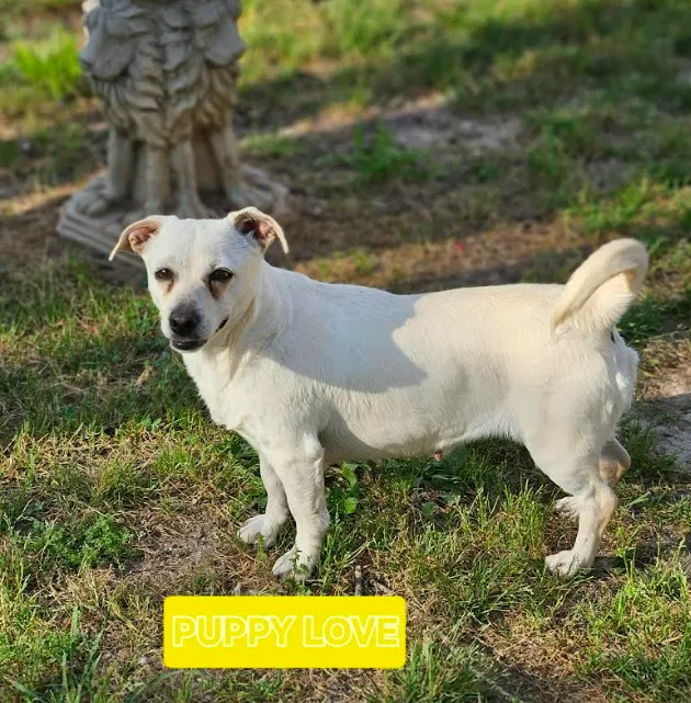 Puppy Love - Photo 1