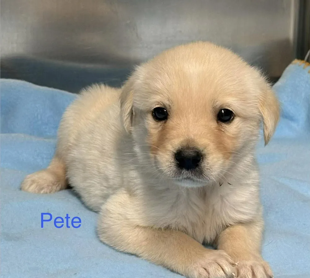 Pete - Photo 1