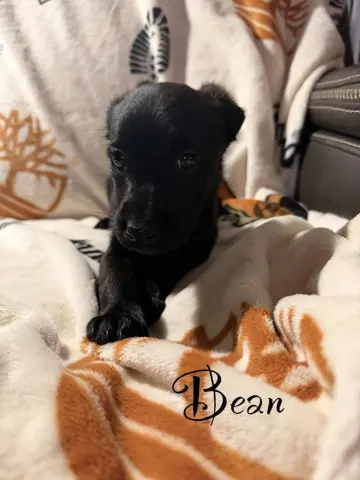 Bean