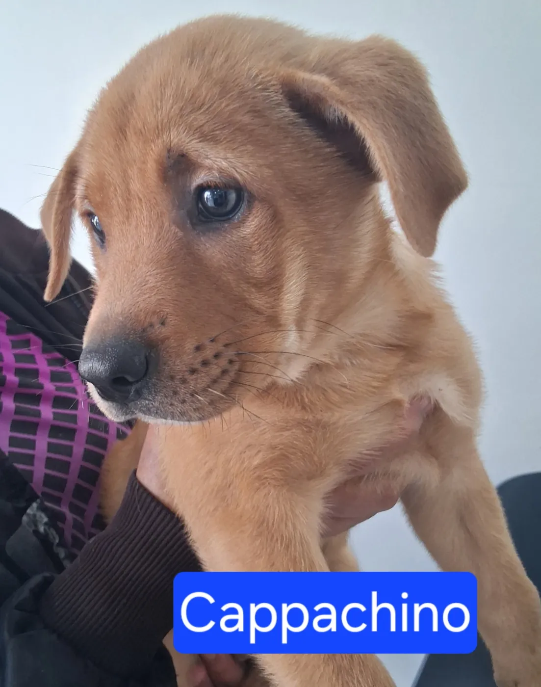 Cappachino - Photo 1