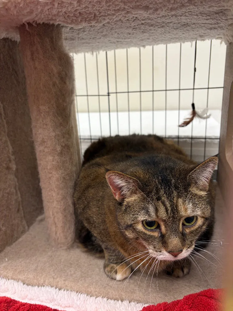 Ten Ton Tina - Photo 1